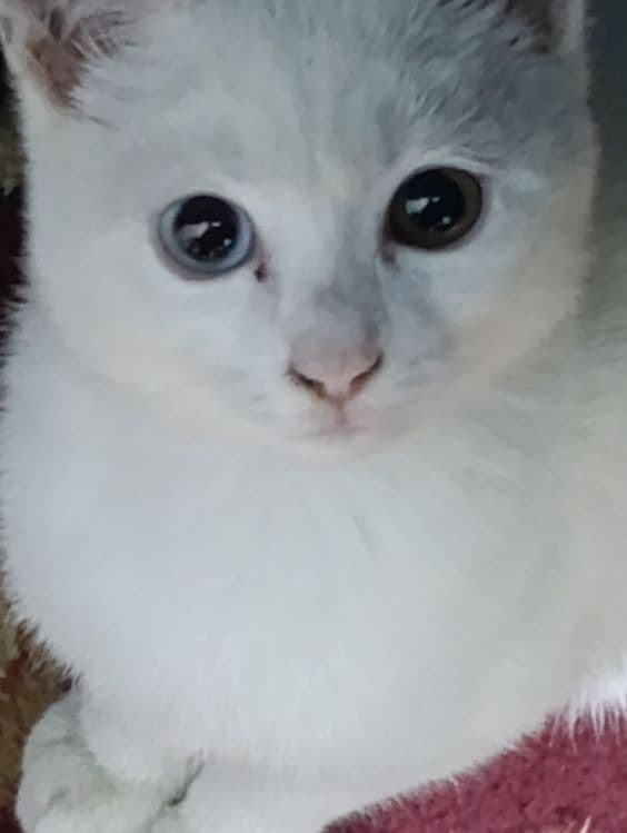 Turkish angora mushukcha — 1