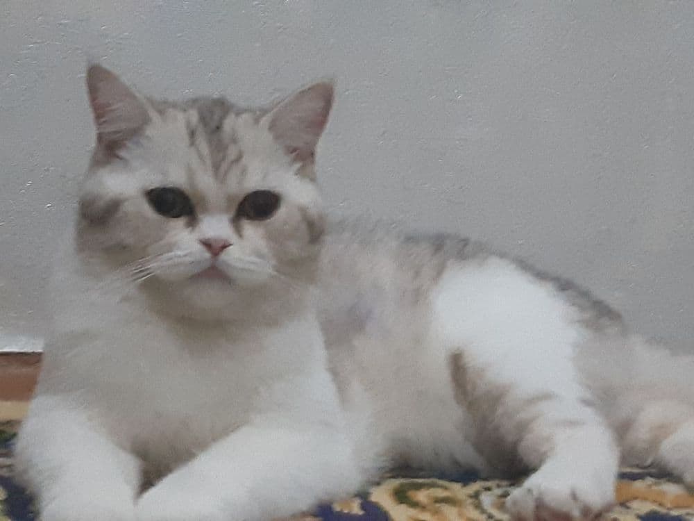 Серебристый шиншилла скотиш страет — 1