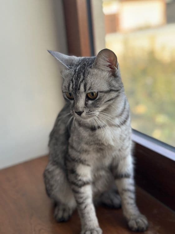 котенки скотиш страйт — 1