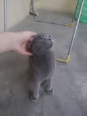 Scottish Fold,1,5 – 2,5 yosh,aqlli va odamga tez o‘rganuvchan,