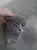 Shotland quloqdor Scottish Fold,1,5–2 yosh,Juda yuvosh,mebel tatalamay