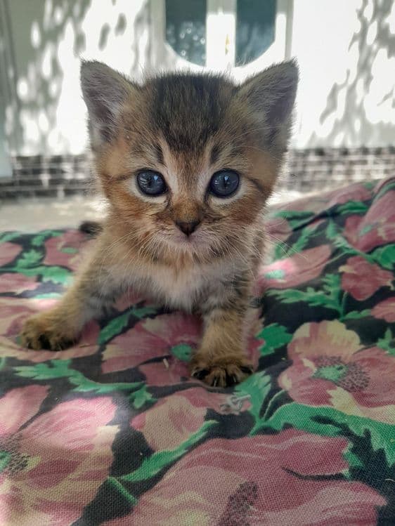 Мушук сотилади шиншила — 1