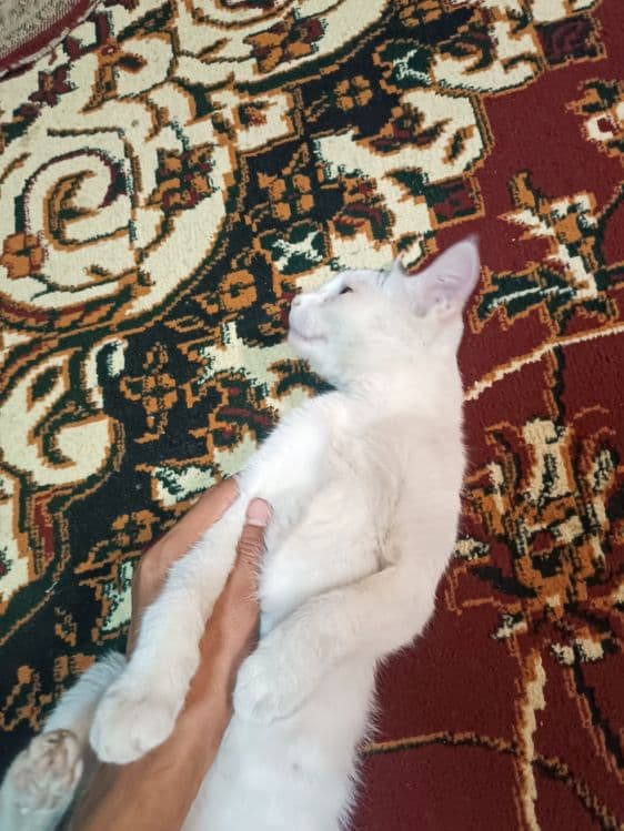 Mushuk Mushuklar Mushukcha котенок — 1