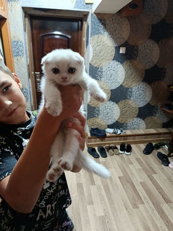 Котёнок Скоттиш Фолд — 1