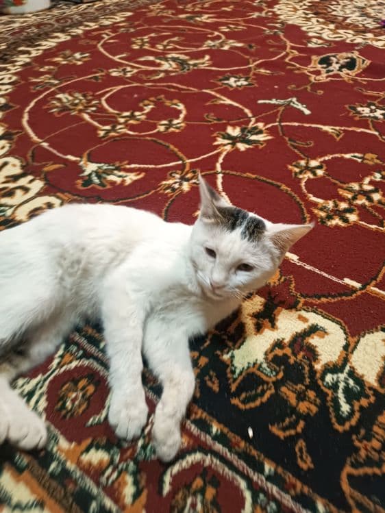 Mushuk mushuklar котенок mushukcha — 1