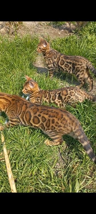 Бенгальские Мальчики и девочки!Чистокровные с шикарными розетками ! — 1
