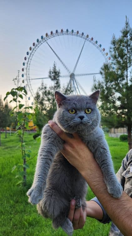 Кошка Британский — 1