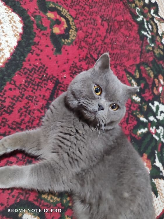 продаётся кот чистокровный — 1