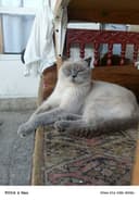Британски скотиш