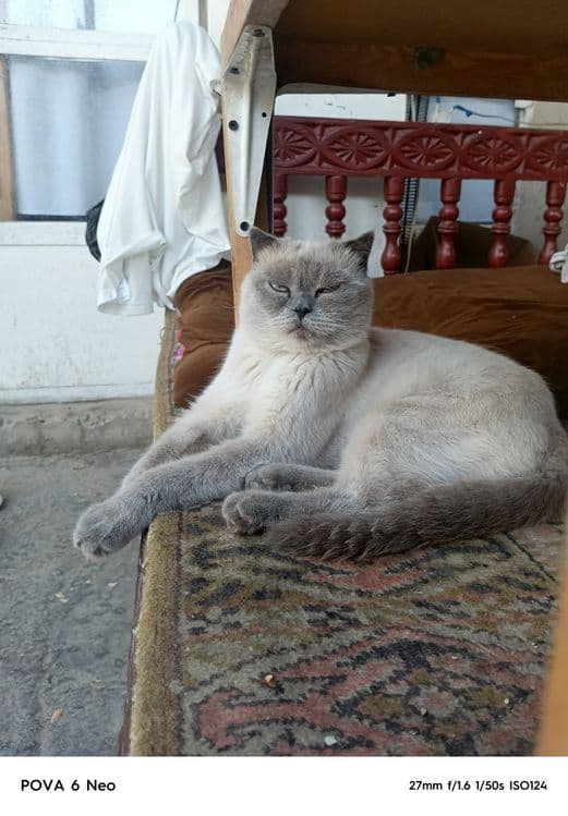 Британски скотиш — 1