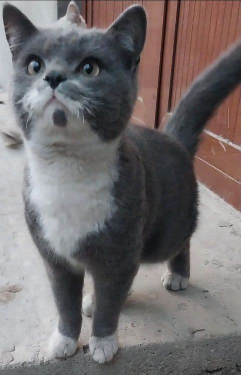 Skotish strayt zotlik uy mushgi — 1