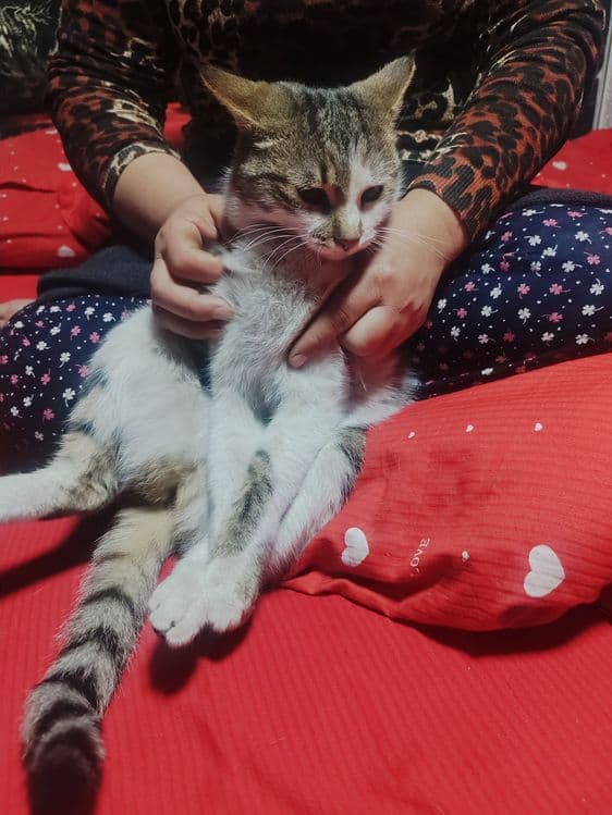 Uy mushugi. Ozoda va pok mushuk. Stressi bor odamlar uchun — 1
