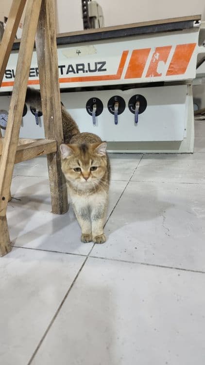 Кошка, Британская короткошерстная цвет NY25 — 1