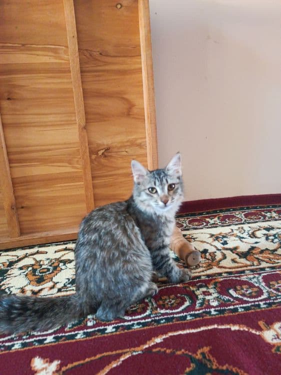 Mushuk mushukcha mushuklar котенок котик — 1