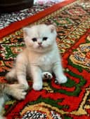 Naslintoza biritan zalataya/serabro/ugili qizi bor