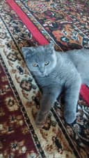Mushuk sog'ligida muammo yoq