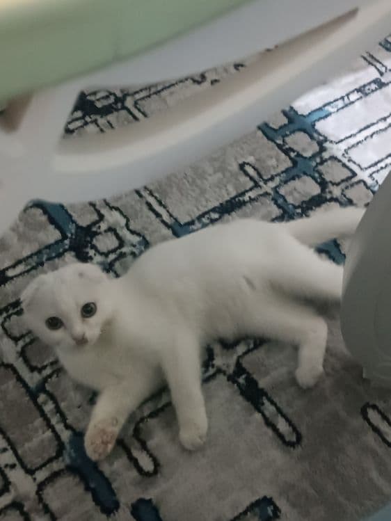 Котёнок по имени Пушок — 1