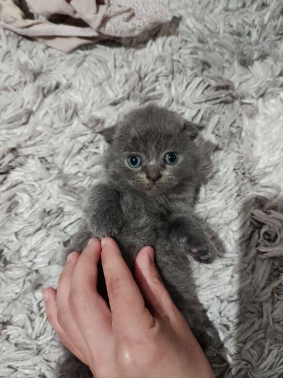 продаются шотландские вислоухие, scottish fold — 1