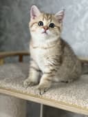 Продается котенок!