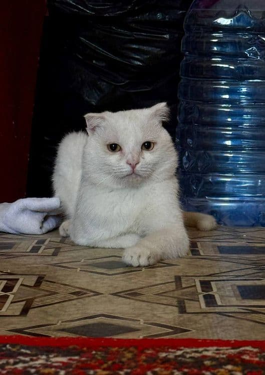 Скотч фолд еркек мысық сатылады Нукусте — 1