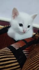 Appaq pıshıqlar besew. Úshewi bala ekewi qız