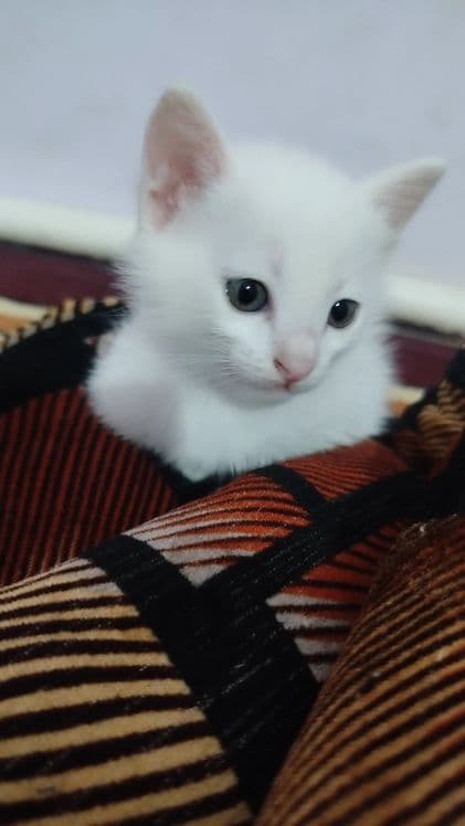 Appaq pıshıqlar besew. Úshewi bala ekewi qız — 1