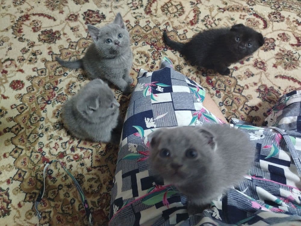 Продаётся кошка, шотландский вислоухий — 1