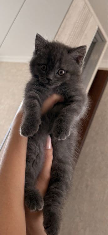 Продается котенок Скоттиш Страйт породы — 1
