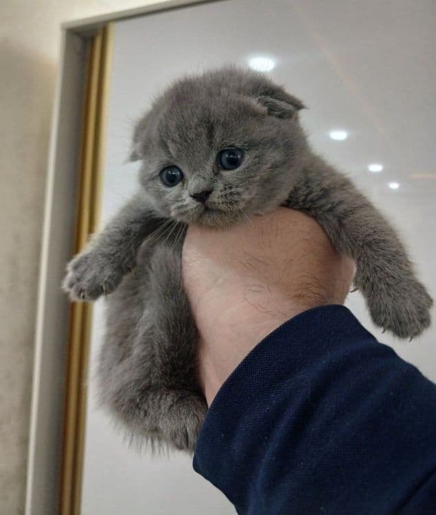 Продам скоттиш фолд — 1