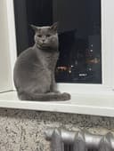 Вязка Британский кот