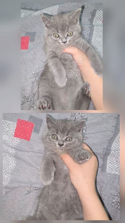Страйт Мушукчалар сотилади — 1