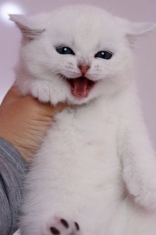 Sotiladi! Britanski shinshilla — 1
