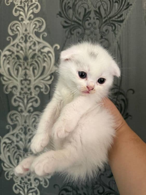 Сотилади скоттиш фолд киз хам угил хам бор — 1