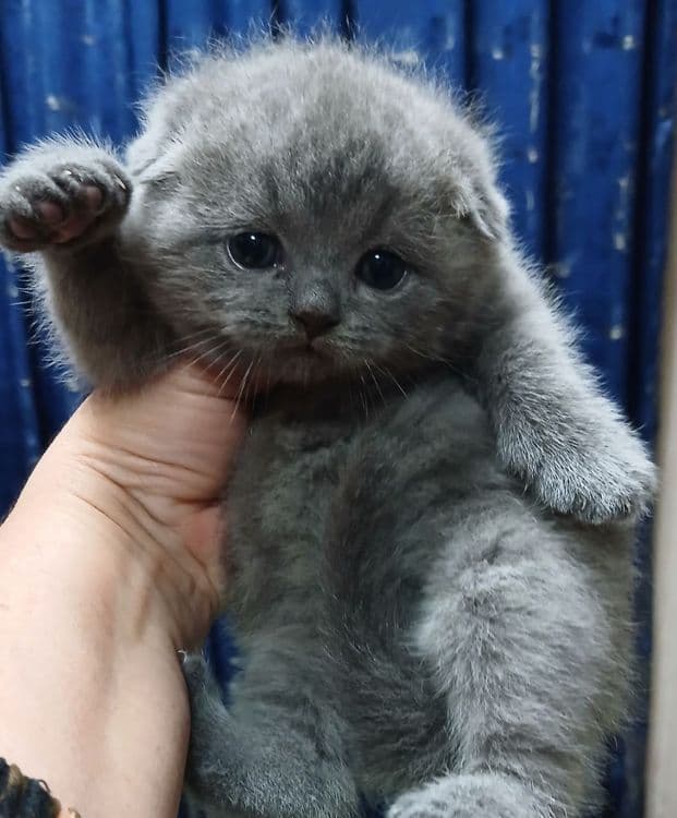 Фолды и британцы котята — 1