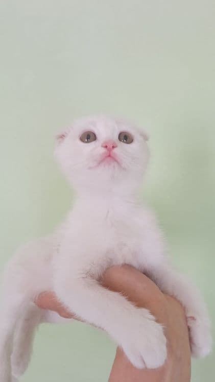 Продам белоснежную девочку — 1