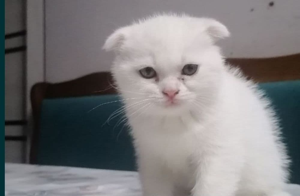 Продам фолд мальчика 1,5месяца — 1