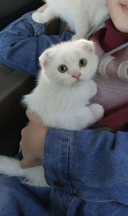 Продам белоснежных котят от правильной вязки — 1