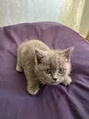 Кошка британская короткошерстная девочка