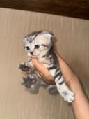 Котята породы Шиншилы и Британца