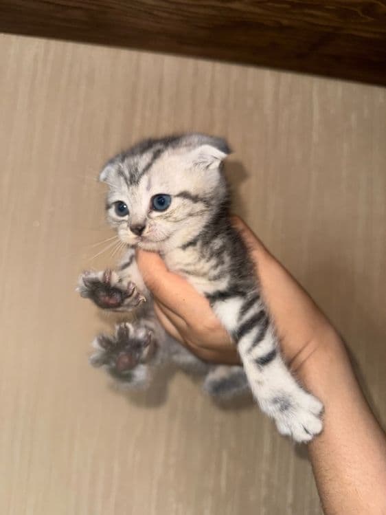 Котята породы Шиншилы и Британца — 1
