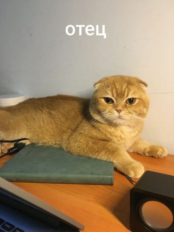 срочно scottish fold va straight — 1