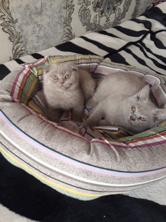 Продаю котят пароды скотишь фольд и скотишь страйд — 1