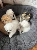 Кошечки веселоухи