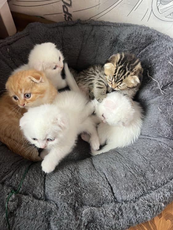 Кошечки веселоухи — 1