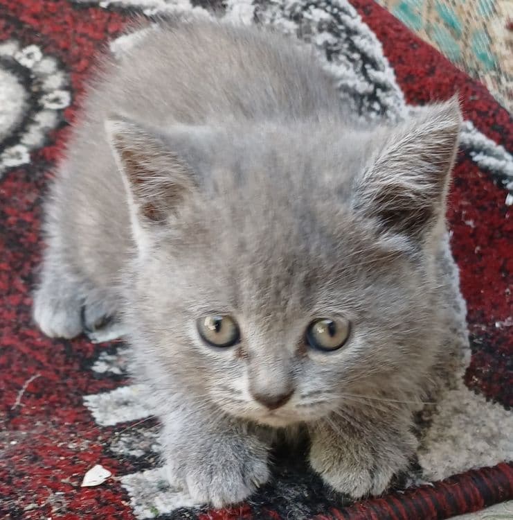 Британской короткошерстьной котёнок — 1