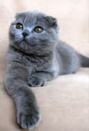 Продаётся котёнок