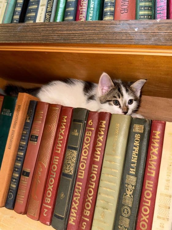 Отдам котят в добрые руки! — 1