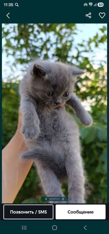 Срочно продаётся котёнок 100$ — 1