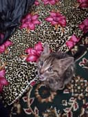 Кошка тигрица ма