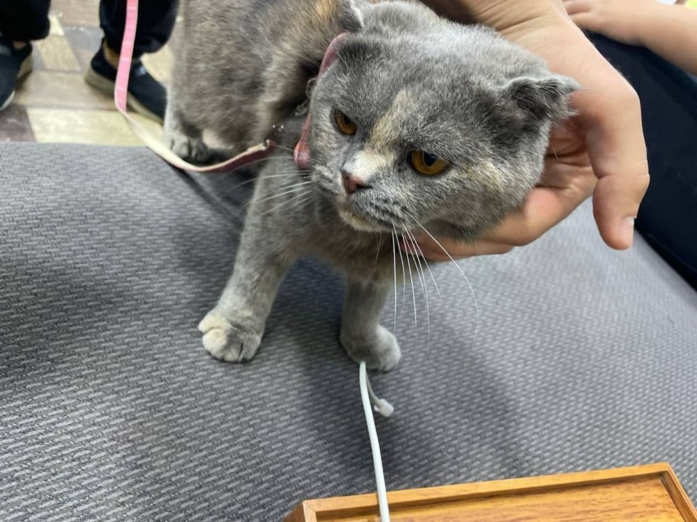 Продаётся шотландская вислоухая кошка 1,5 года — 1